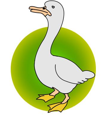 ����� - duck_24.jpg